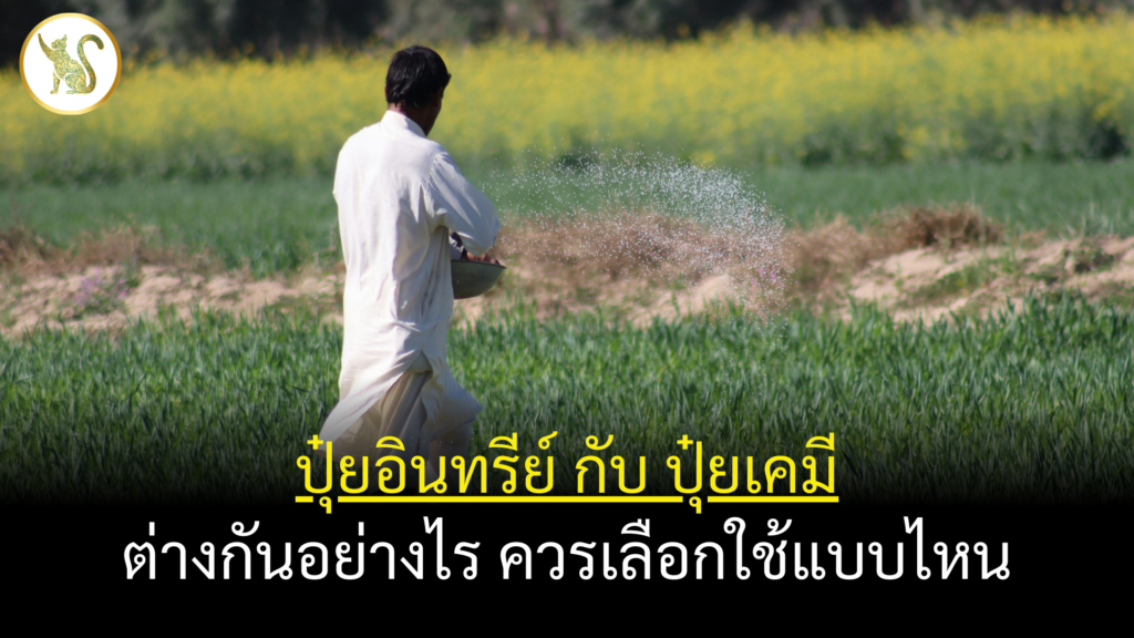 ปุ๋ยอินทรีย์ กับ ปุ๋ยเคมี ต่างกันอย่างไร