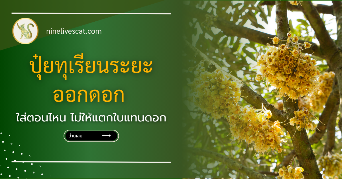 ปุ๋ยทุเรียนระยะออกดอก ใส่อะไร ตอนไหน ไม่ให้แตกใบแทนดอก